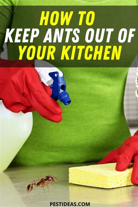 how to get rid of black ants in kitchen